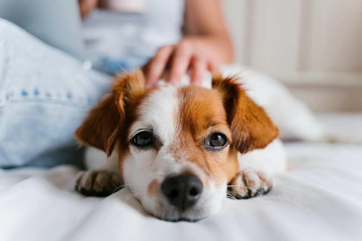 Accarezzare un cagnolino sul letto