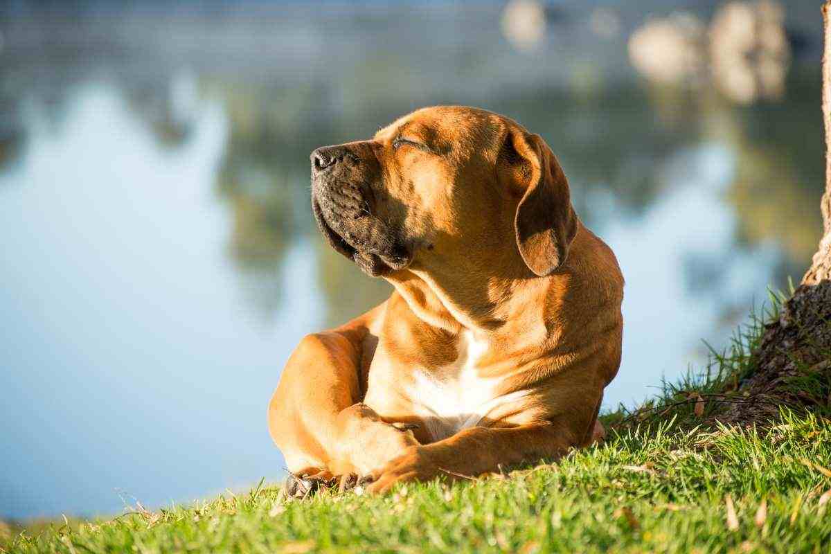 Cane che cerca i raggi solari