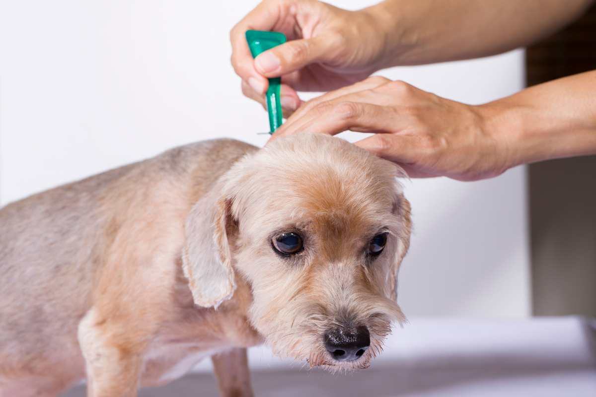 cane applicazione pipetta antipulci