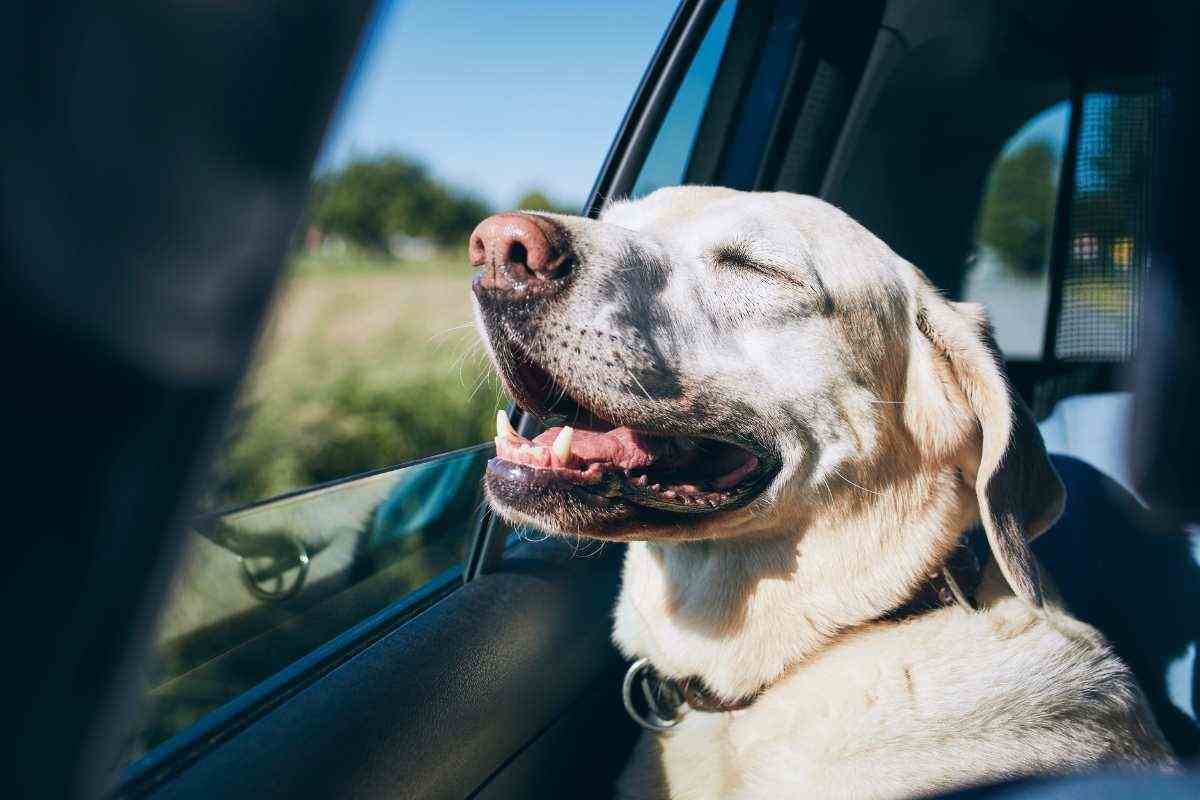 cane in auto vicino al finestrino