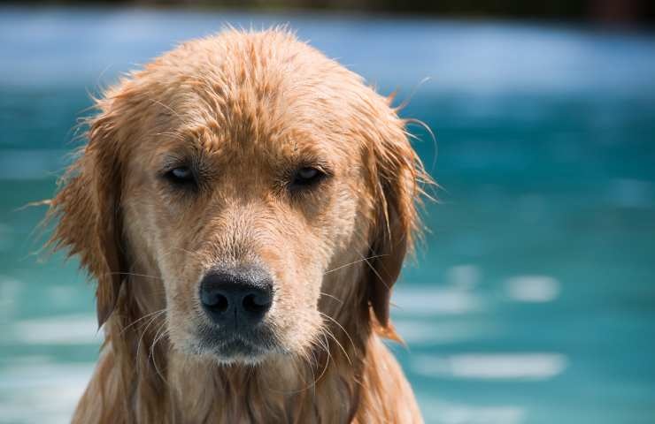 cane dopo il bagnetto