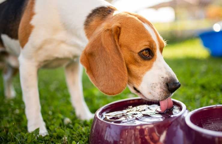 cane beve dalla sua ciotola