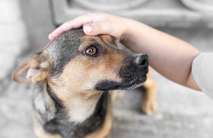 cane si pone sotto la mano del suo umano