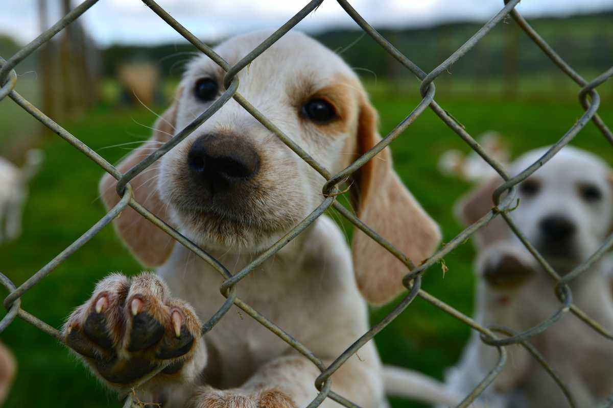 cane che aspetta di essere adottato