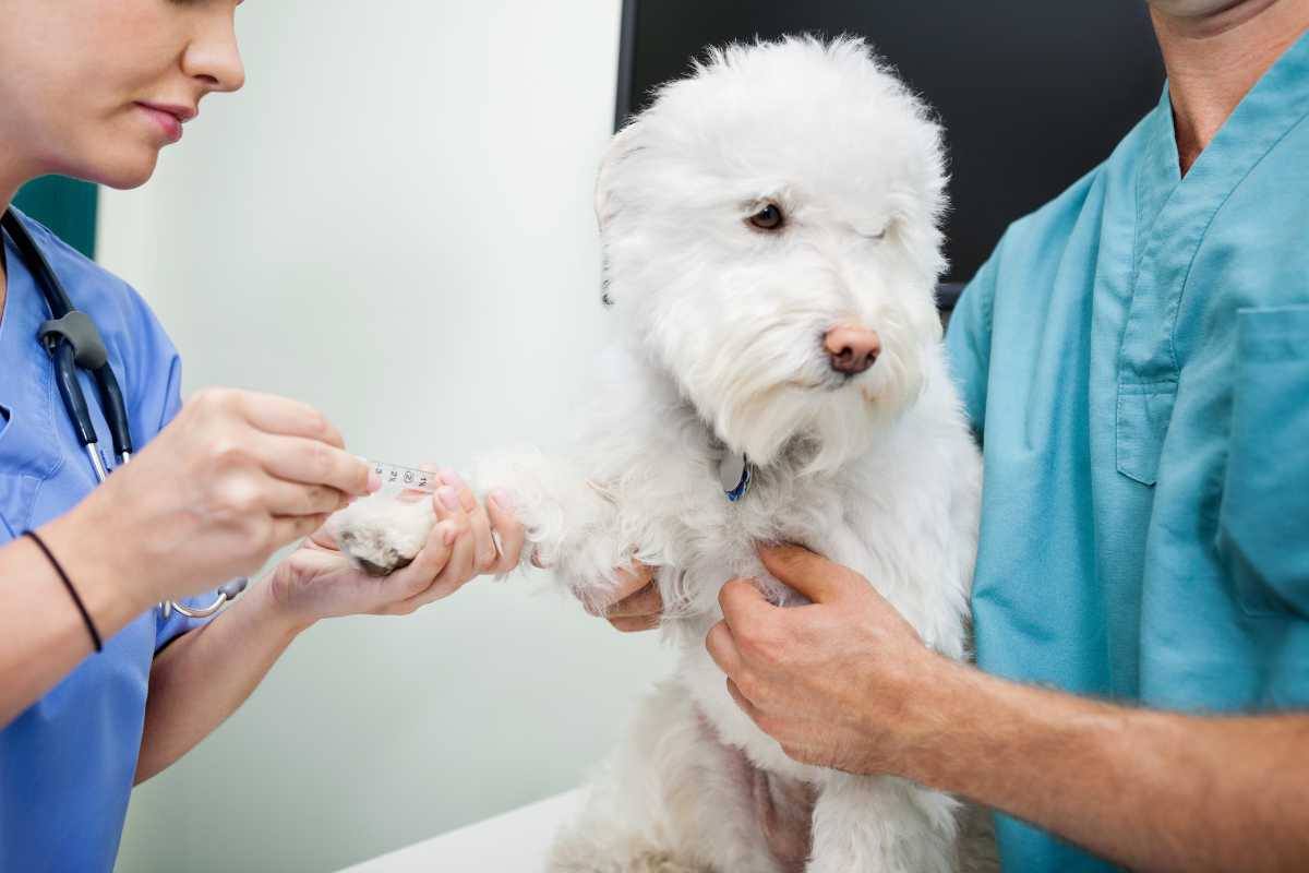 Cane sottoposto ad esami clinici