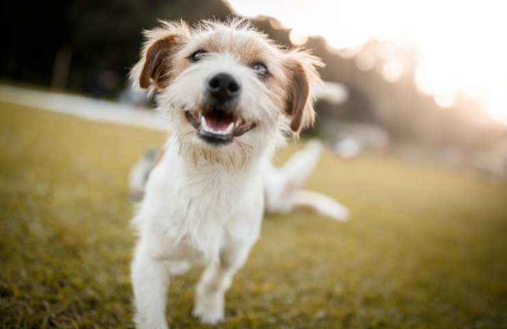 cane sereno che corre nel prato