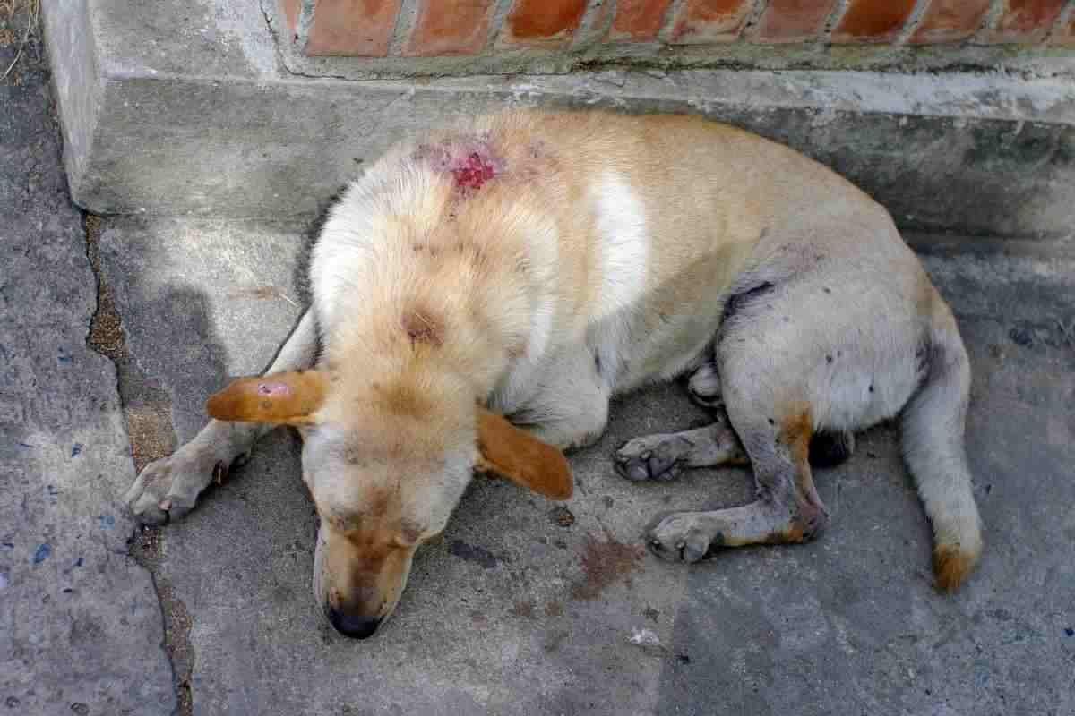 cane con evidente ferita in strada