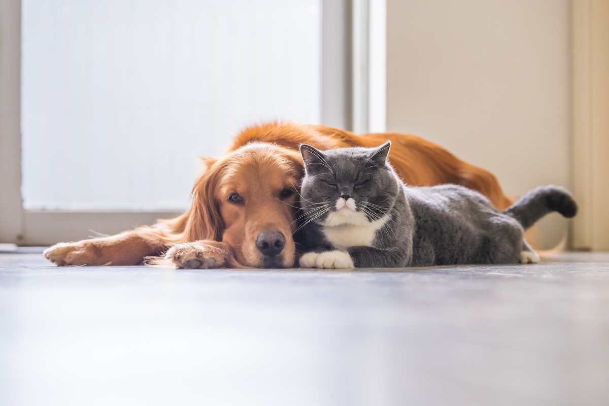 cane e gatto nella stessa casa