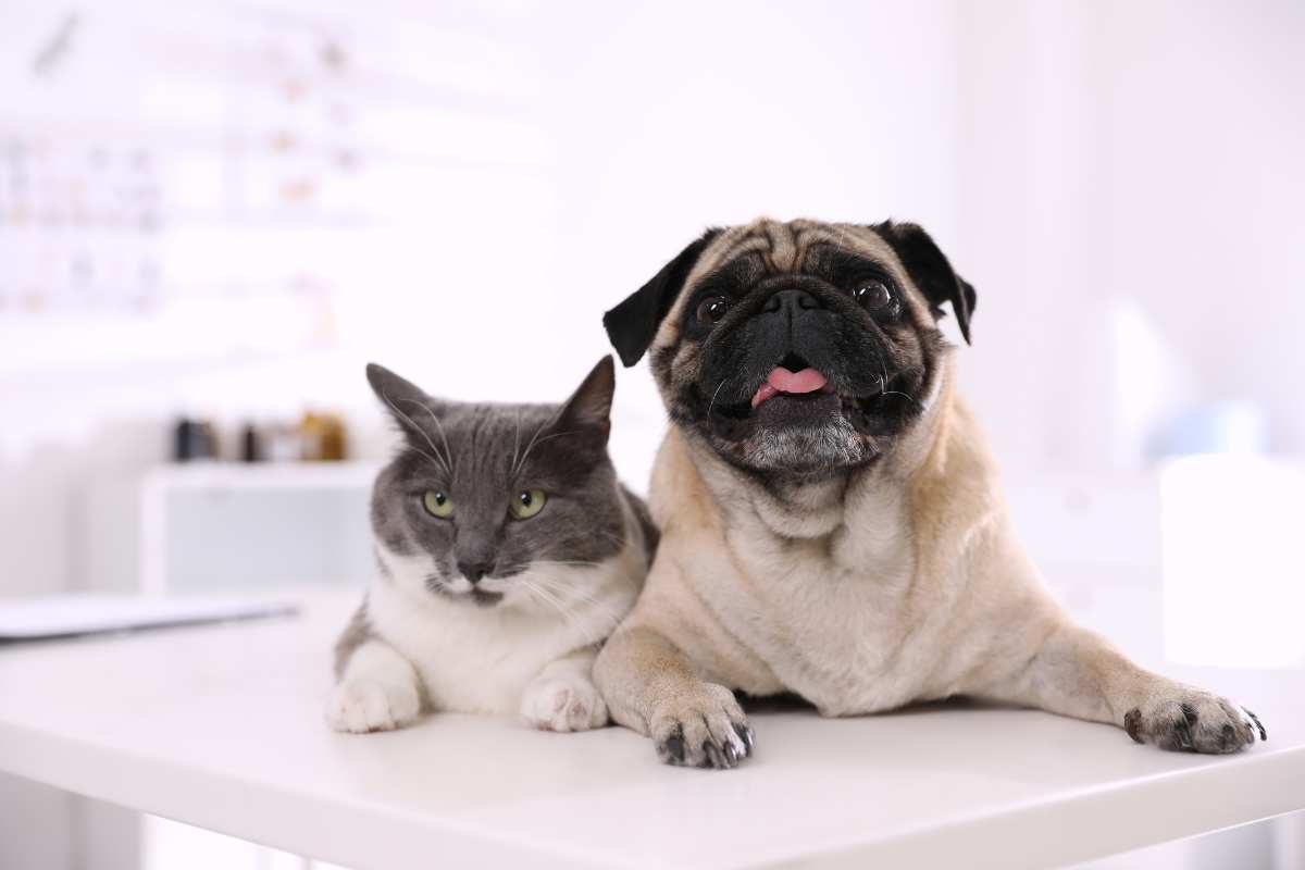 cane e gatto dal veterinario