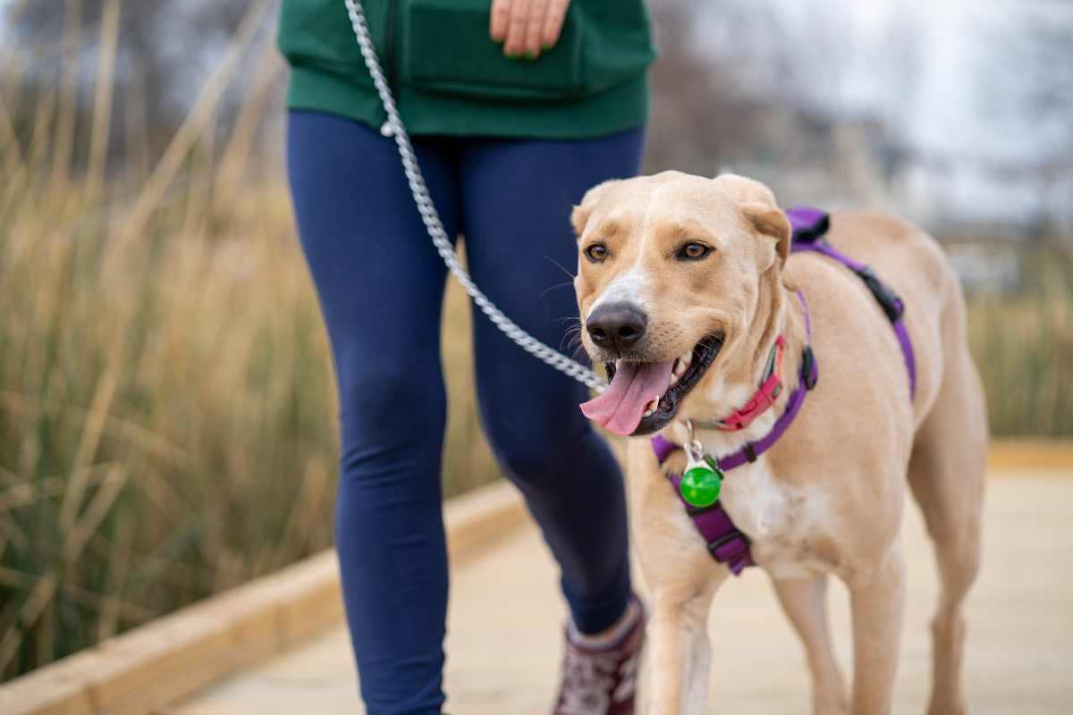 cane legato al guinzaglio per strada