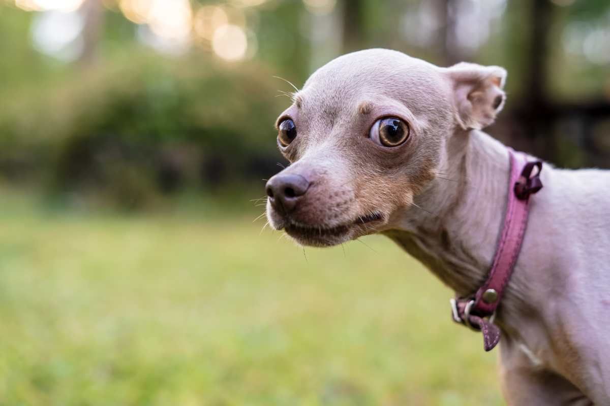 cane che ha paura di qualcosa