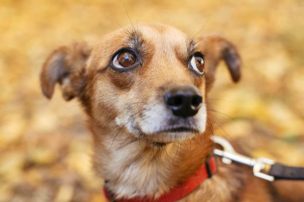 cane con gli occhi impauriti