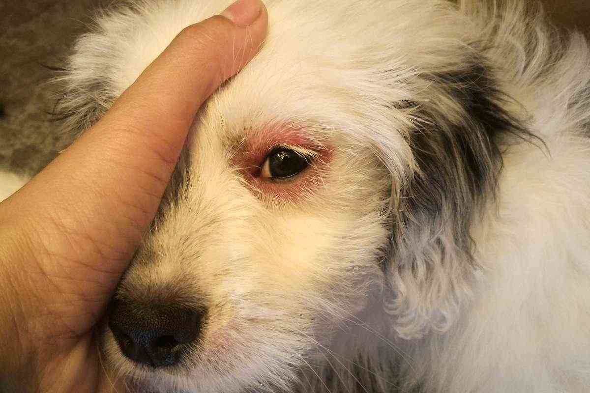 cane con occhi rossi