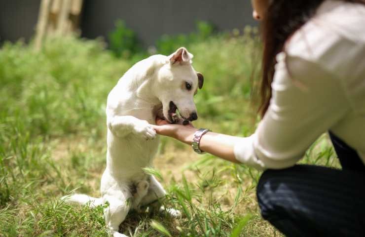 cane mangia il suo premietto