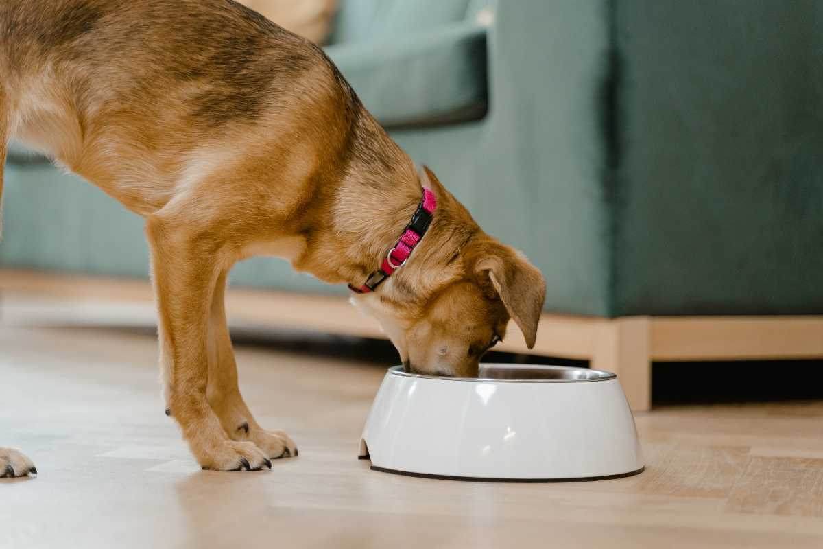 cane mangia in una ciotola in casa
