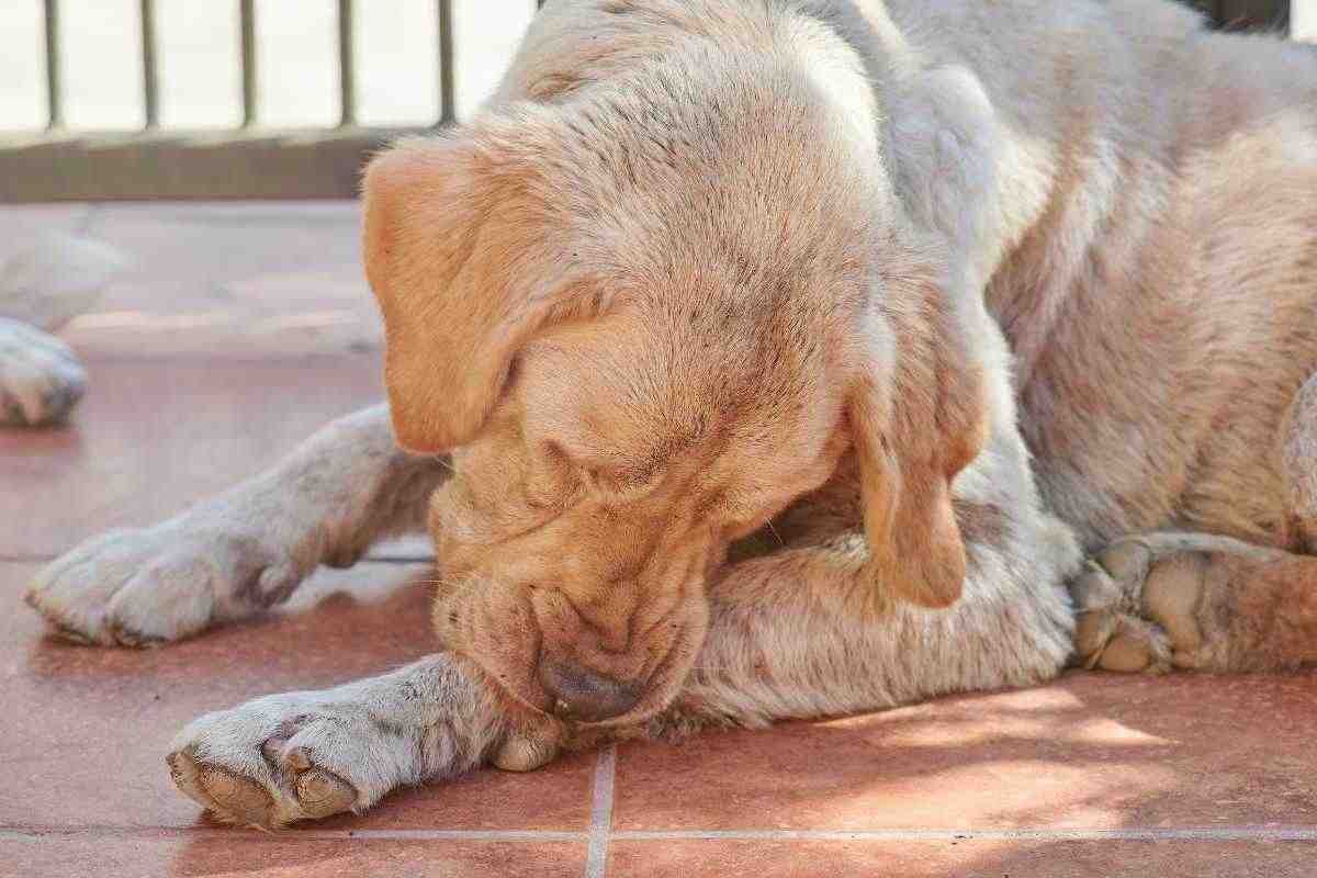 Cane che si morde la zampa