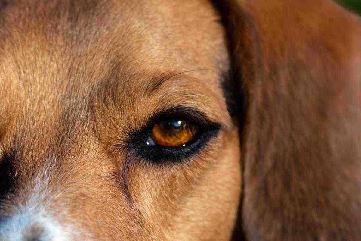 Occhio del cane