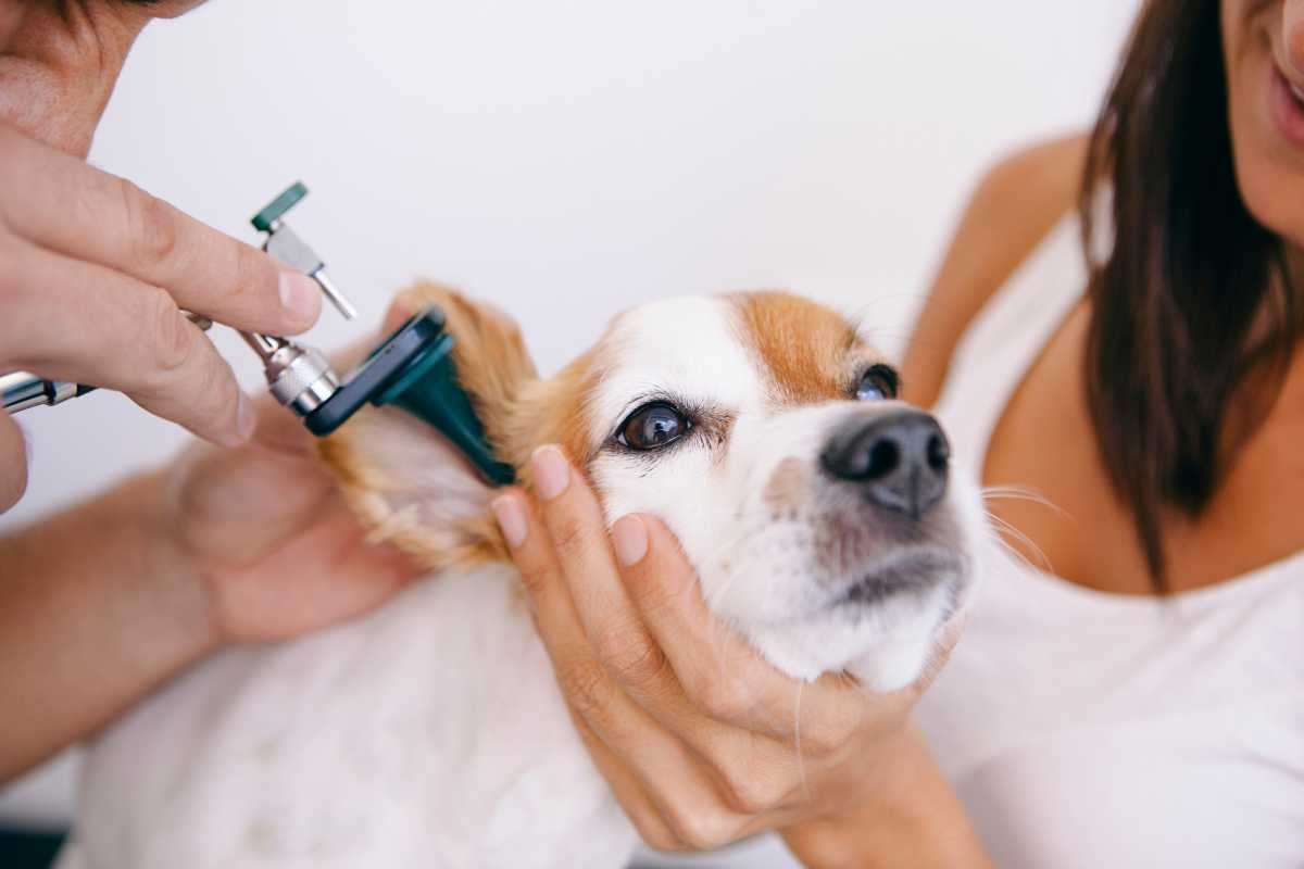 Cane controllo all'orecchio