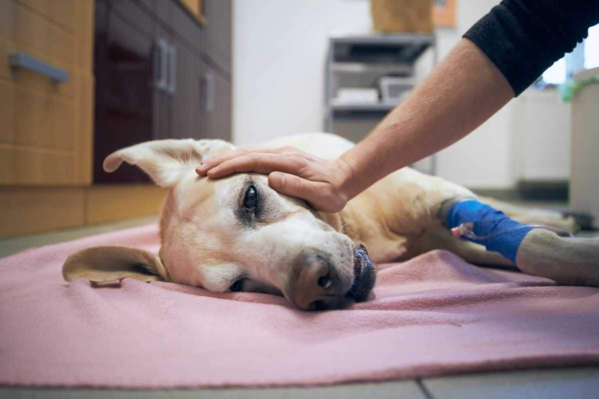 cane alla fine della sua vita