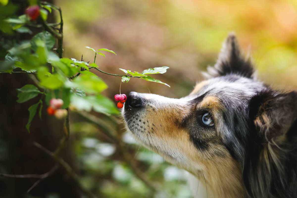 cane annusa le piante