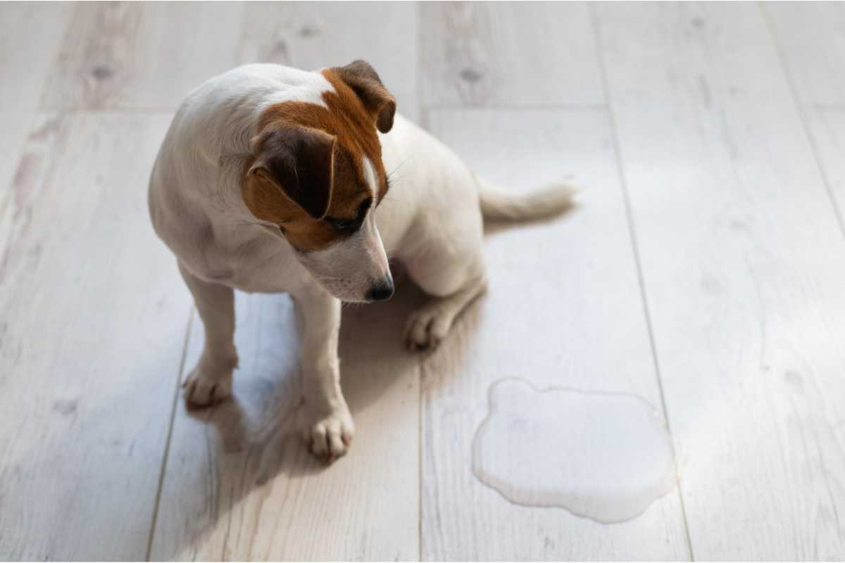 cane pipì sul pavimento