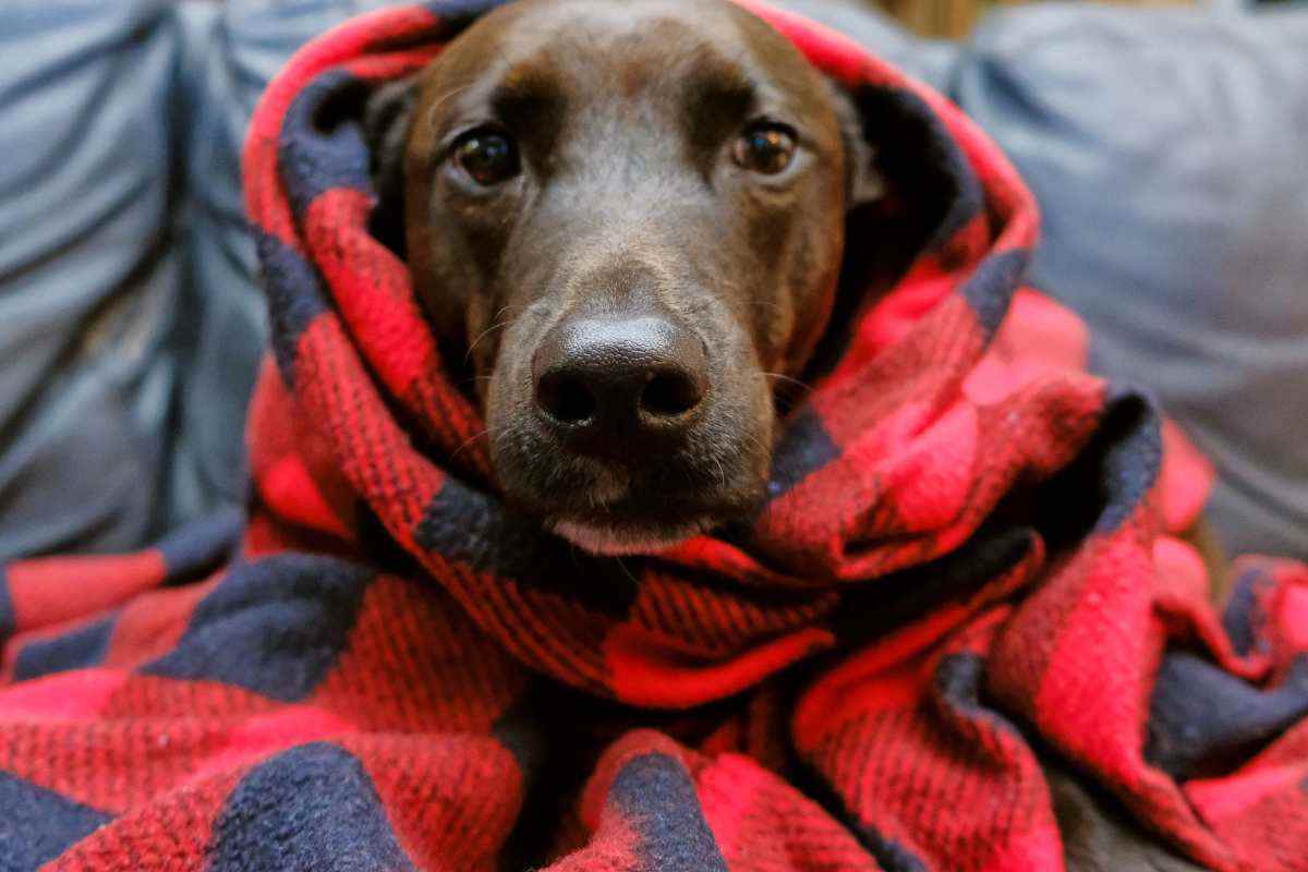 cane avvolto in una coperta