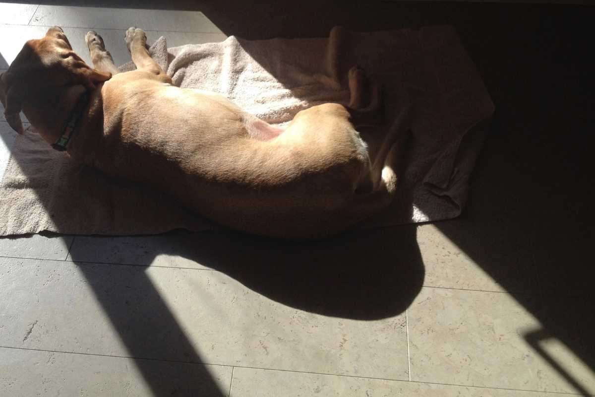 Cane in uno spicchio soleggiato