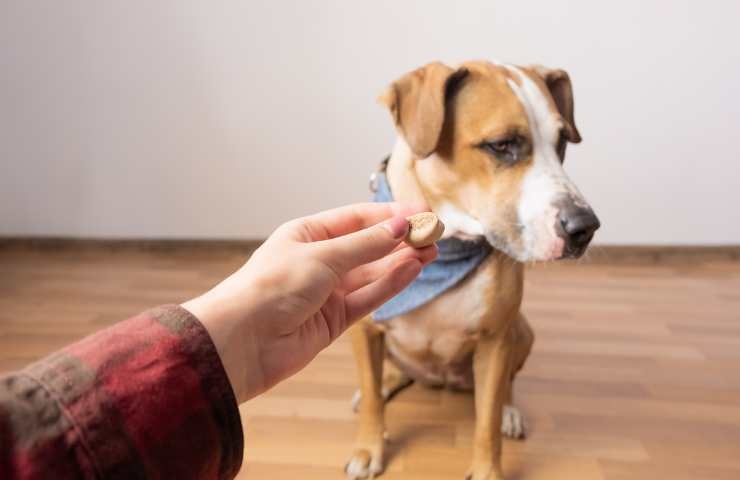 cane che non vuole mangiare