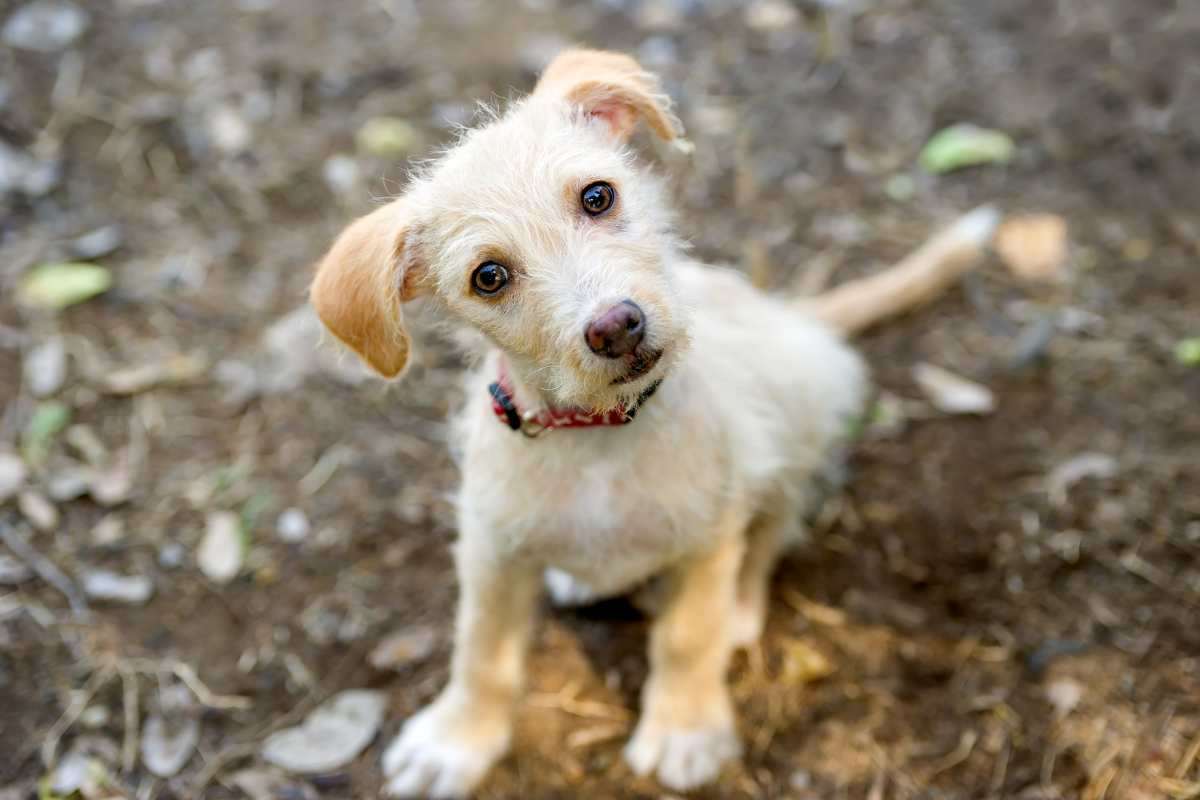 Cane incuriosito inclina la testa