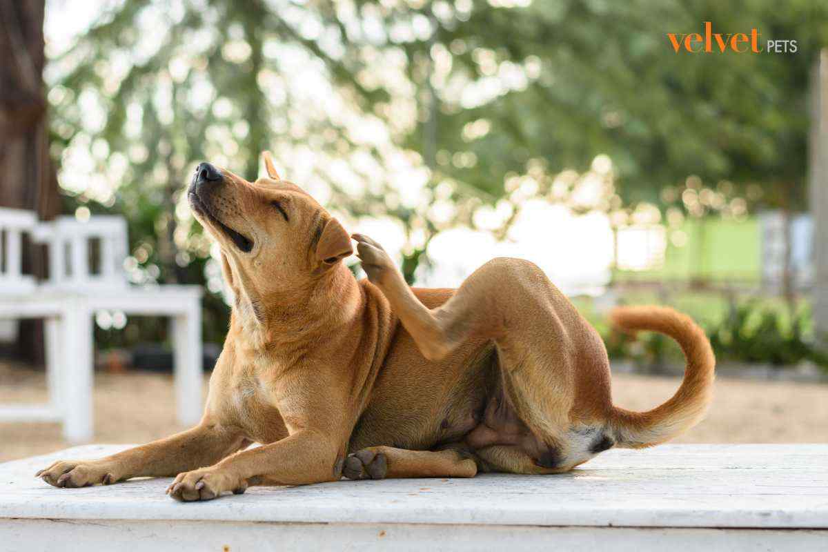 cane si gratta l'orecchio