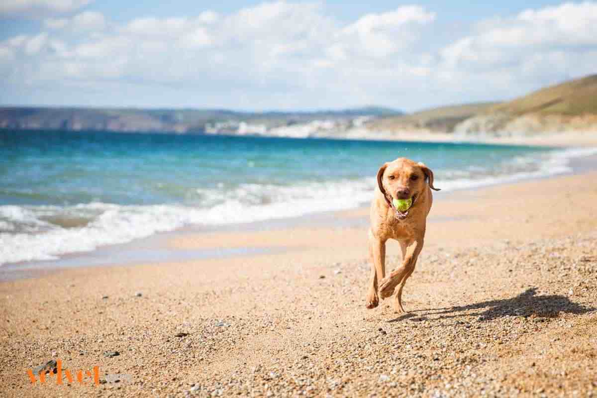 cane corre in spiaggia con la sua palla