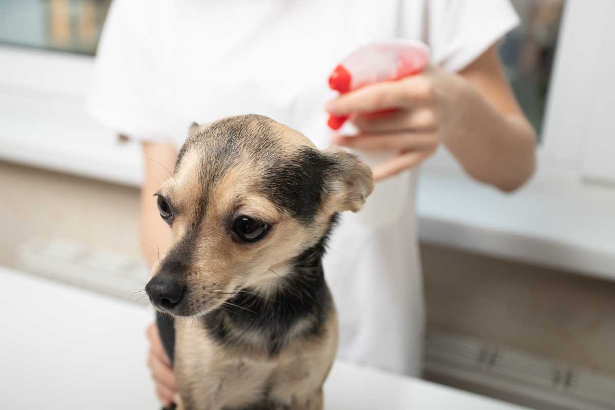 cane a cui viene applicato lo spray antiparassiti