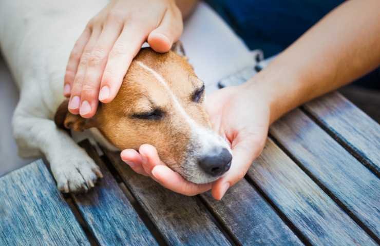 Cane in cattive condizioni