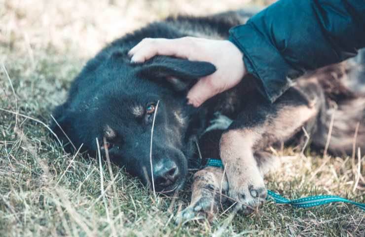 cane trovato in strada