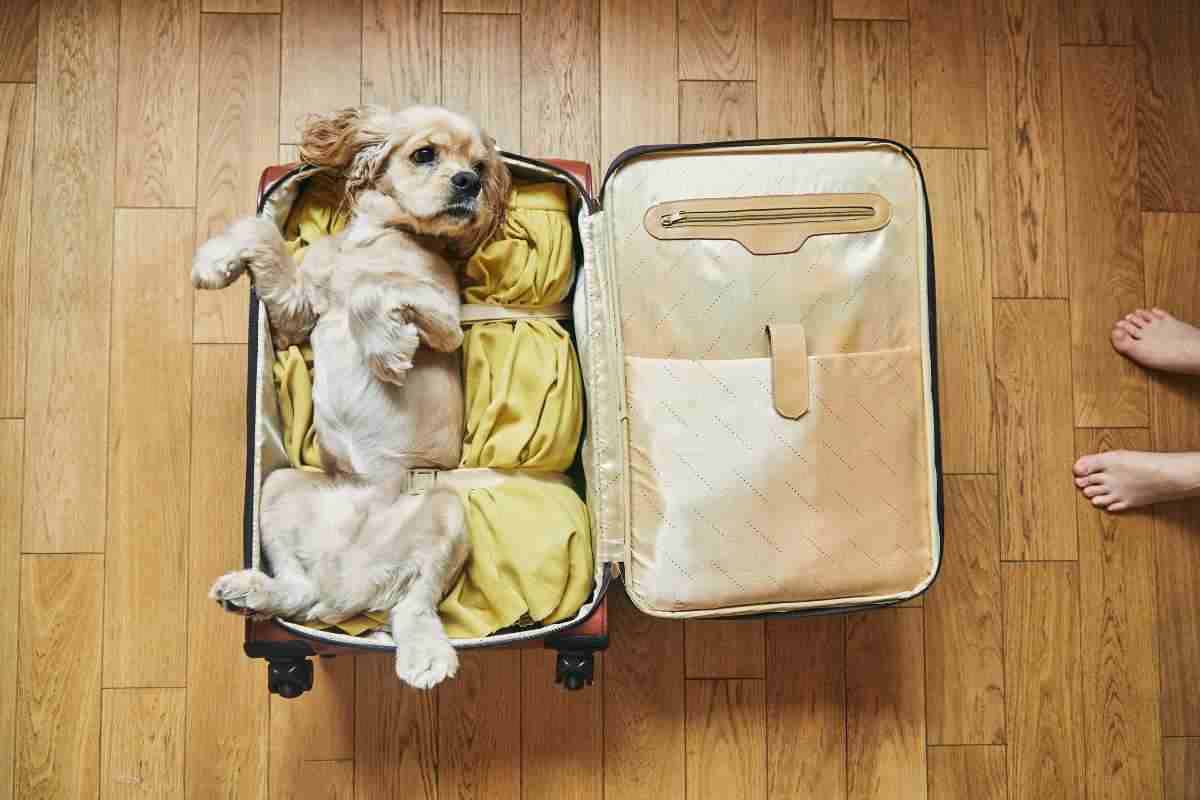 cane nella valigia per partire