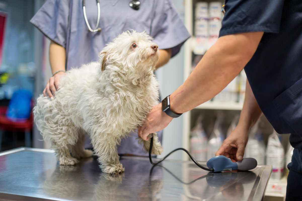 cane bianco in visita dal veterinario