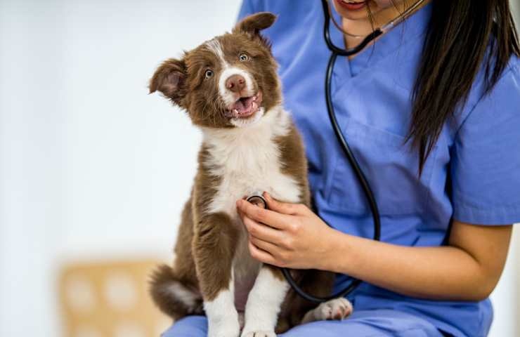 cane in braccio al veterinario