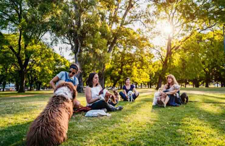 Cani al parco con i propri umani