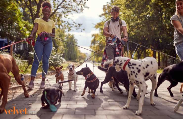 passeggiata collettiva con diversi cani