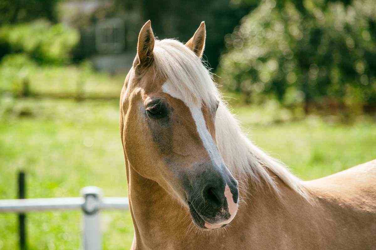 Cavallo in prateria verde