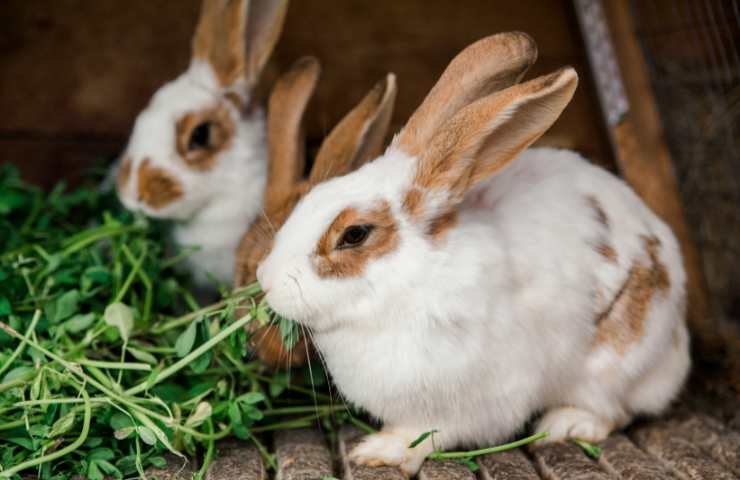 conigli insieme che mangiano verdura