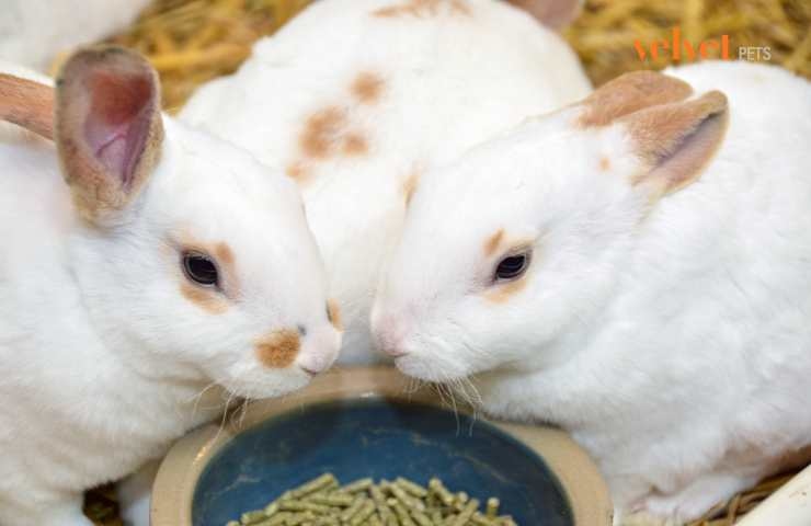 Conigli mangiano pellet