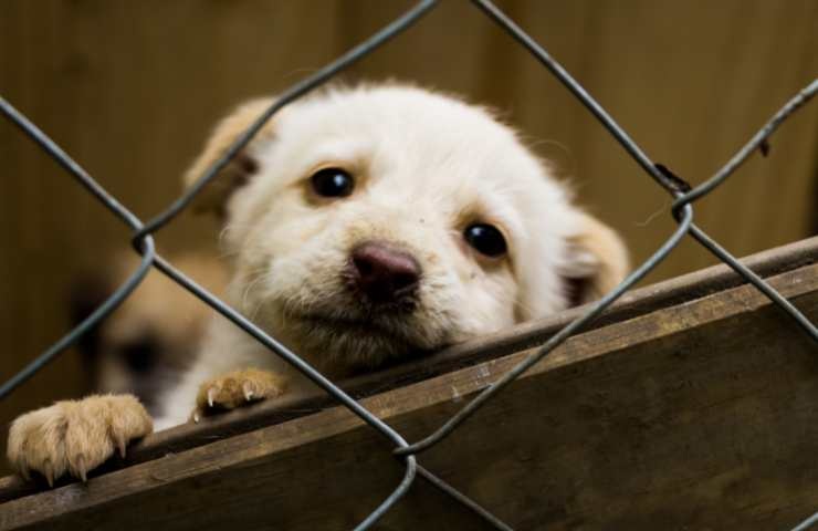 Cucciolo di cane in un canile