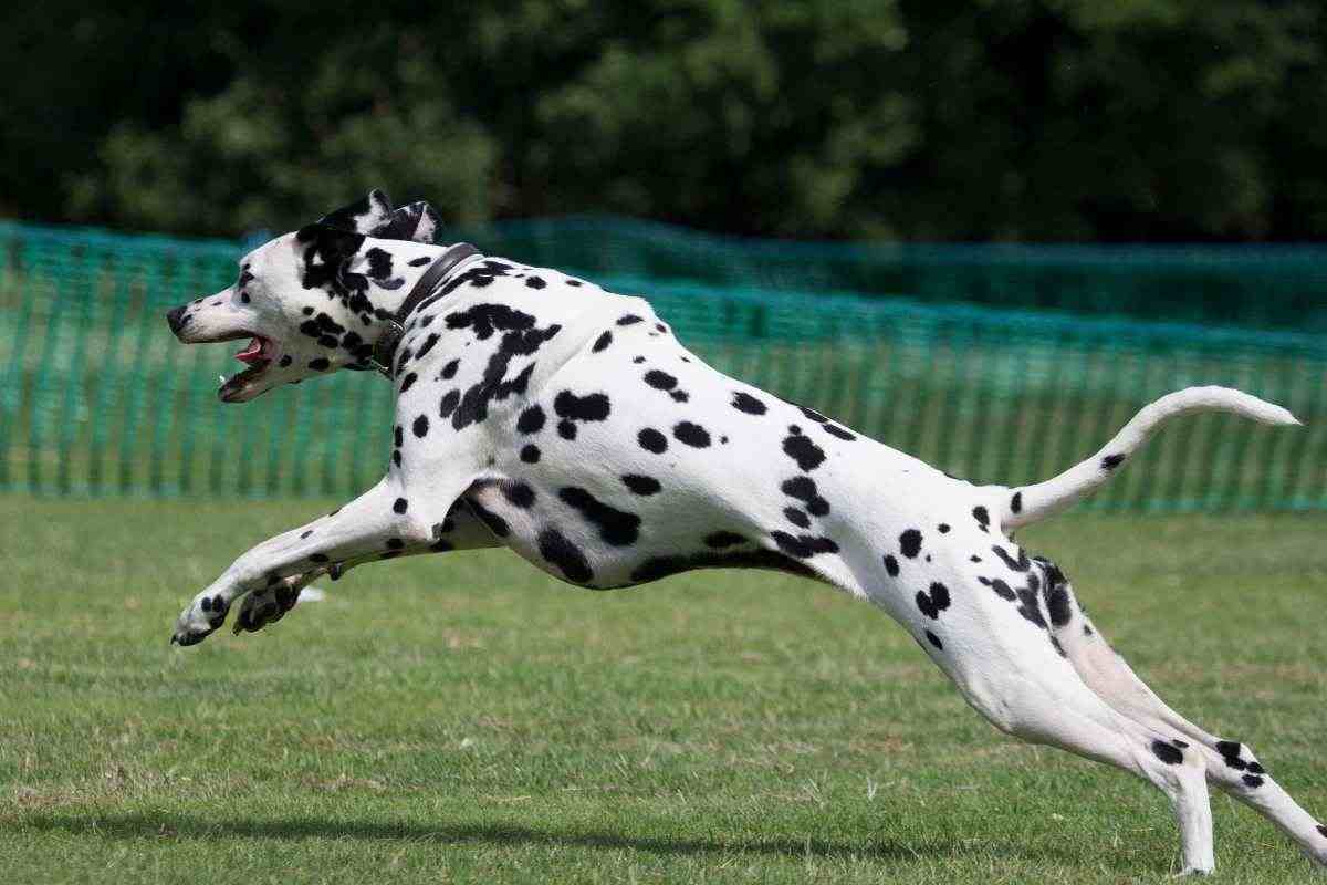 dalmata in corsa