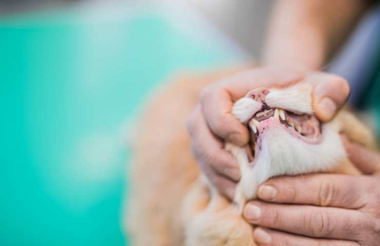 curare i denti del gatto