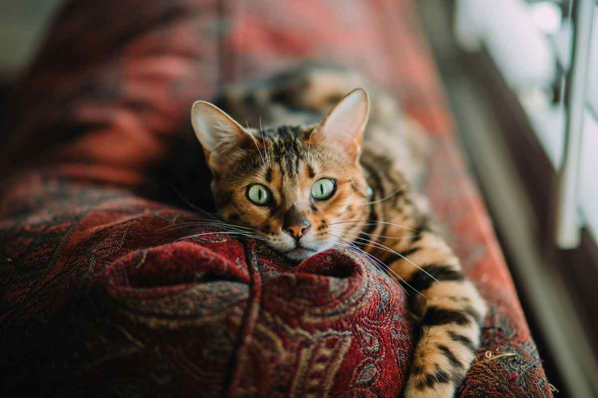 gatto che riposa sul divano