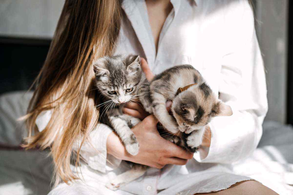 Splendidi gattini in braccio