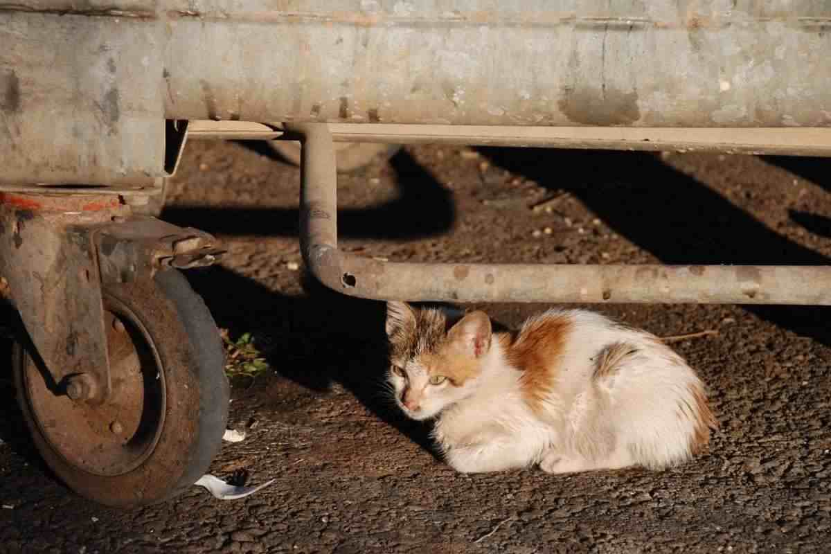 gatto cassonetto della spazzatura