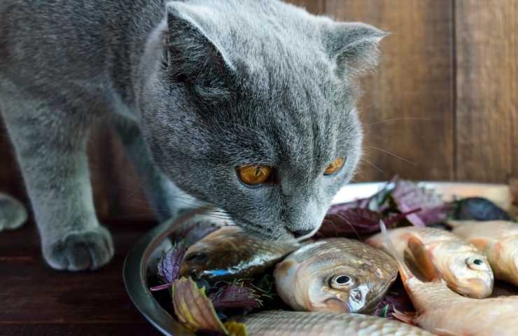 gatto annusa dei pesci
