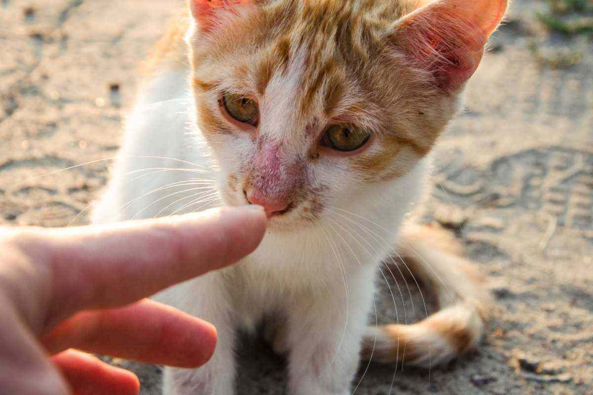 gatto annusa il dito della mano
